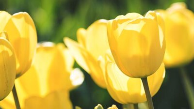 The Privilege to Speak of Christ