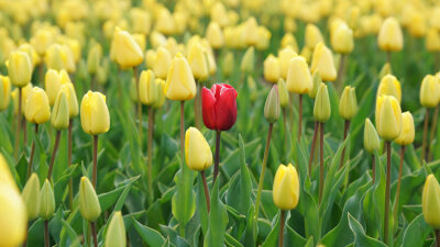 Two Differing Mindsets