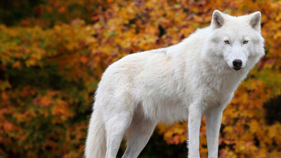 The Approaching Apostasy (Part 2 of 2)