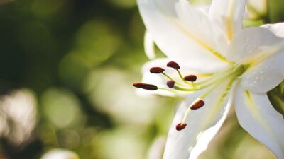 Christ's Precious Wounds