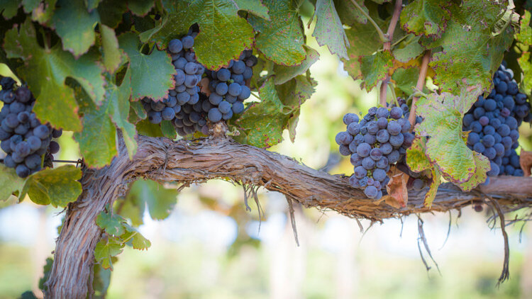 With Jesus at Our Side