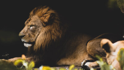 Trusting God in the Lion’s Den