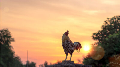 When the Rooster Crows (Part 1 of 2)
