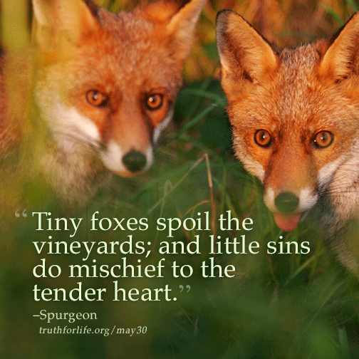 Little sins do mischief to the tender heart - Truth For Life